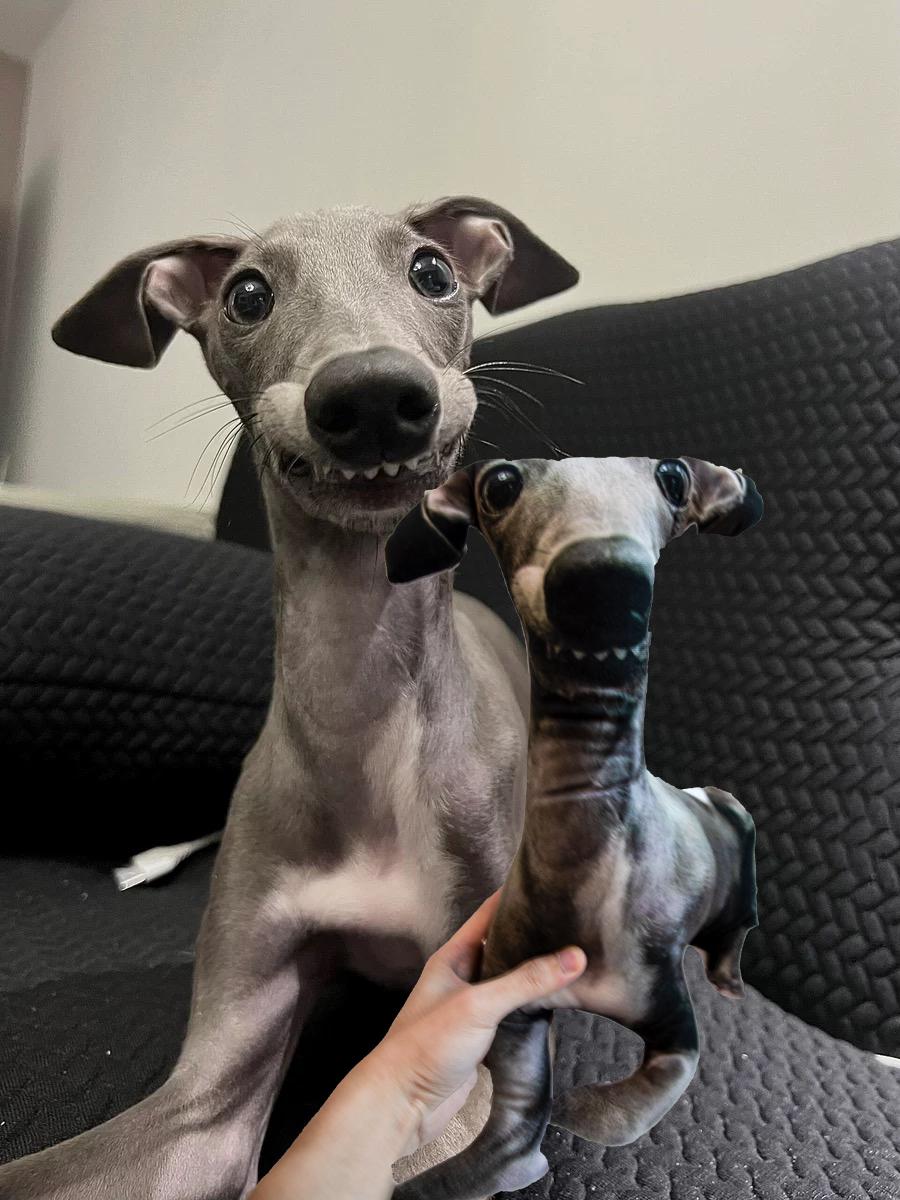 ugly pet pillow, ugly cat pillow, Ugly Dog Pillow, pet pillow, 3D shape pillow, personalized ugly pet pillow, pet lover gift, Halloween gift